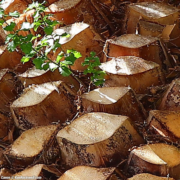 Canon 5DSR and 20/2.8 USM