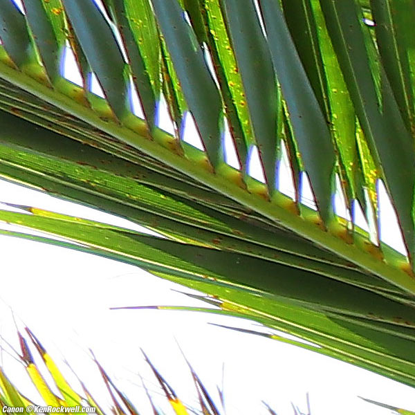 Canon 5DSR and 20/2.8 USM