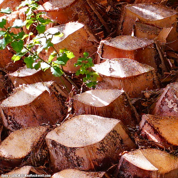 Sony A7R II and Leica 21/3.4