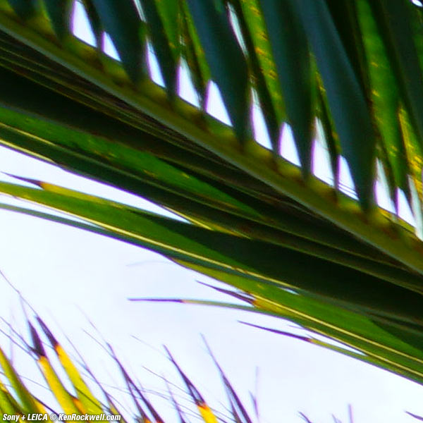 Sony A7R II and Leica 21/3.4