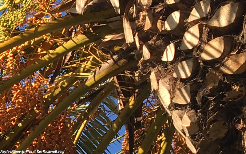 Apple iPhone 6s Plus