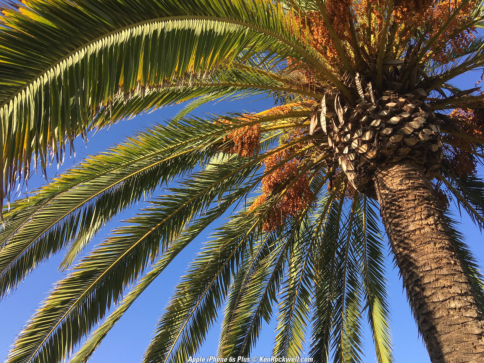 Apple iPhone 6s Plus