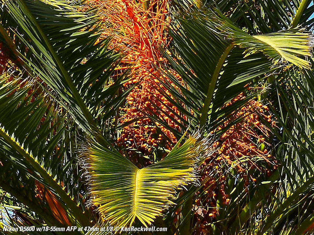 Nikon D5600 Sample Image