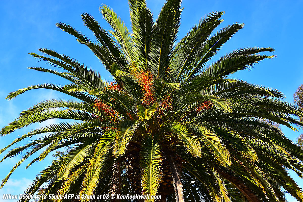 Nikon D5600 Sample Image