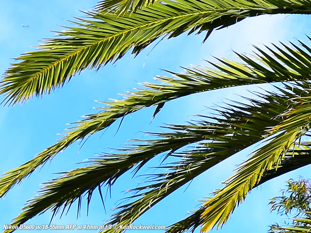 Nikon D5600 Sample Image