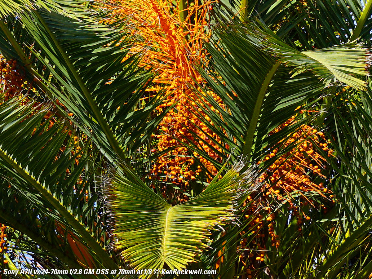 Sony A7II Sample Image