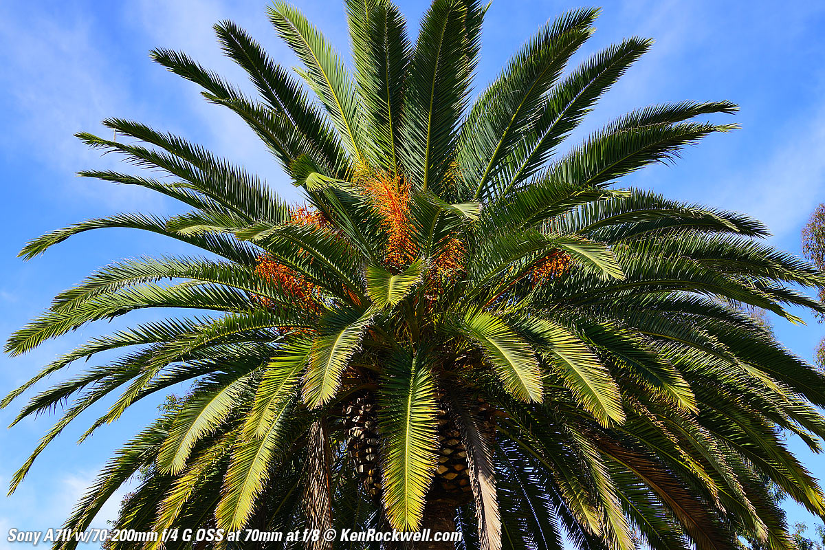 Sony A7II Sample Image