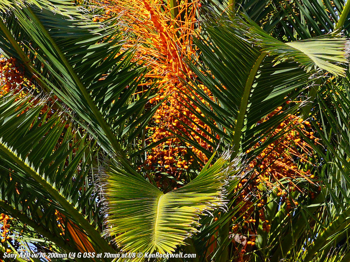 Sony A7II Sample Image