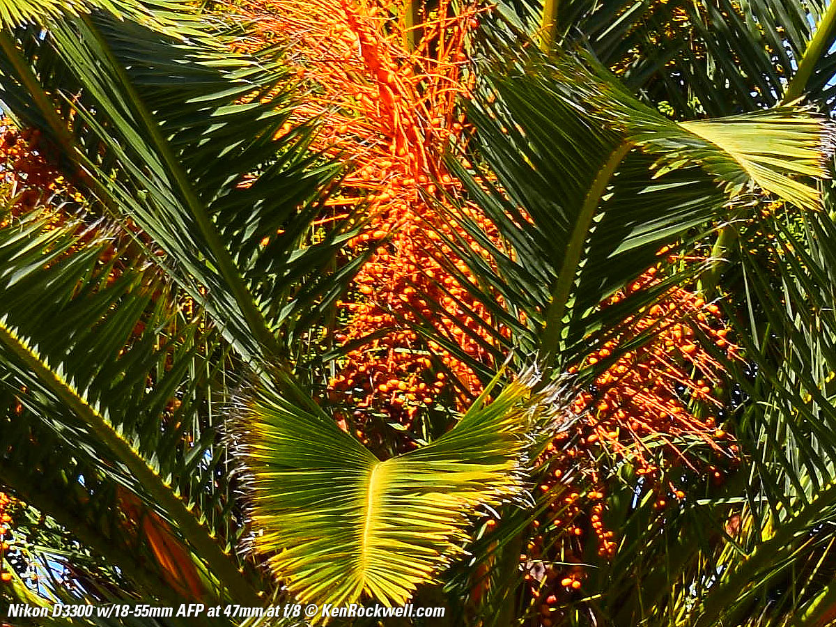 Nikon D3300 Sample Image