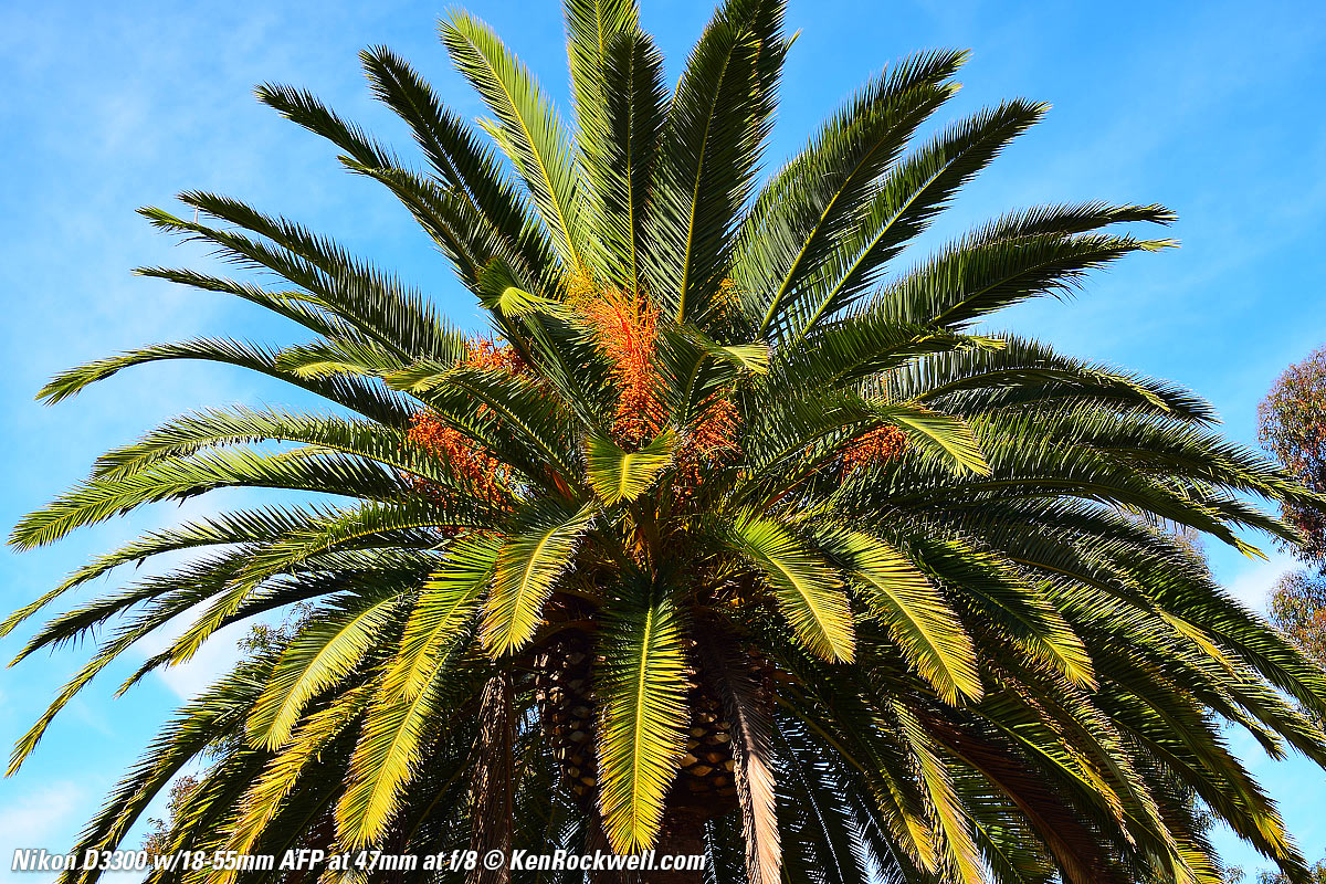 Nikon D3300 Sample Image