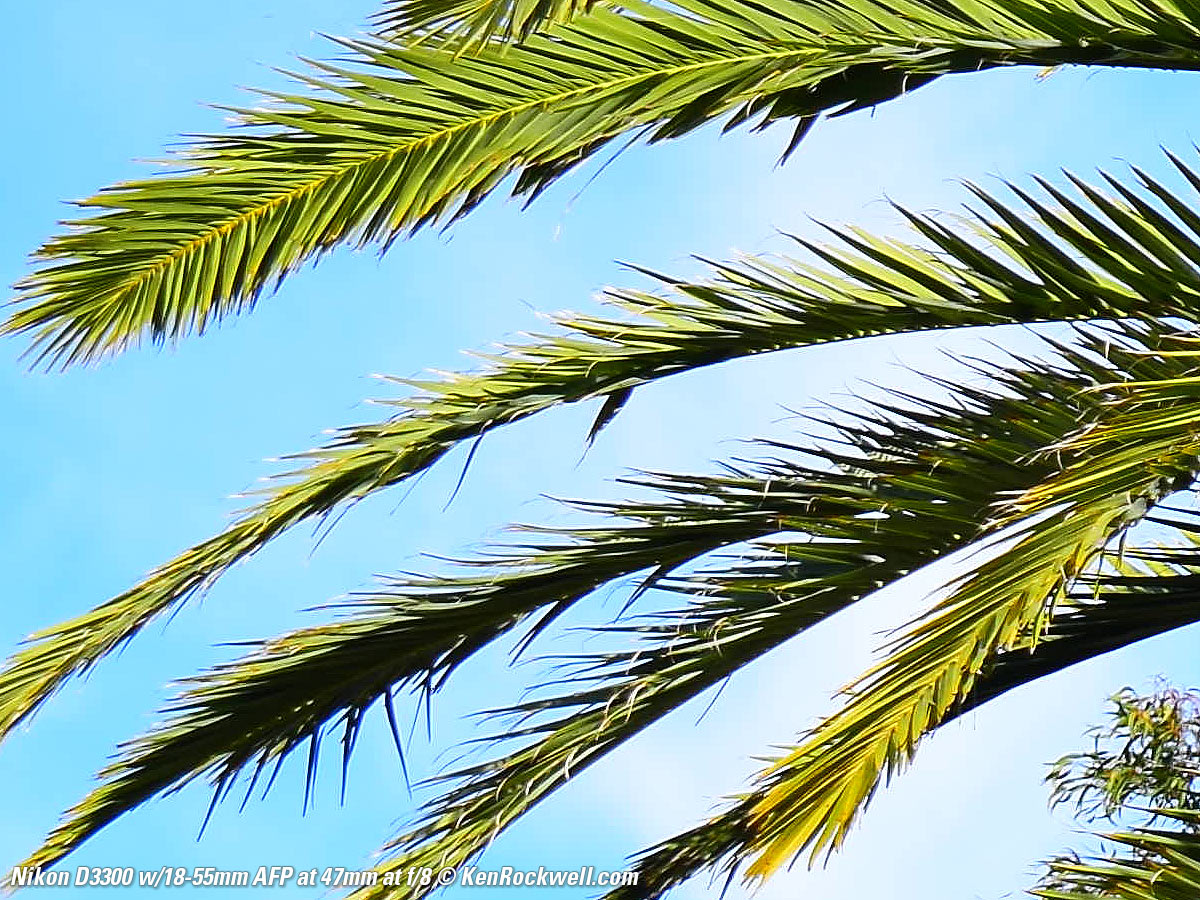 Nikon D3300 Sample Image