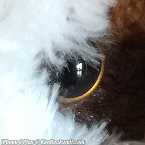 iPhone 6 Plus High ISOs