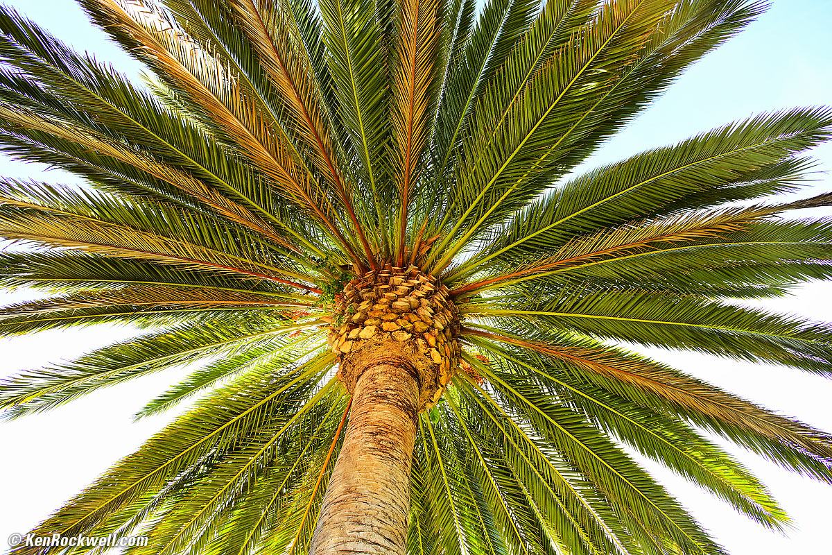 Palm Tree 14mm