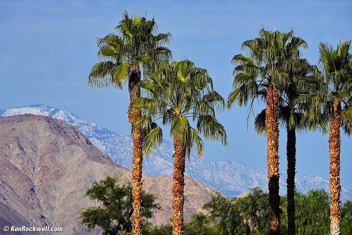 Desert Palms and Snow-covered mountains