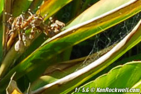 diffraction at6 f/5.6