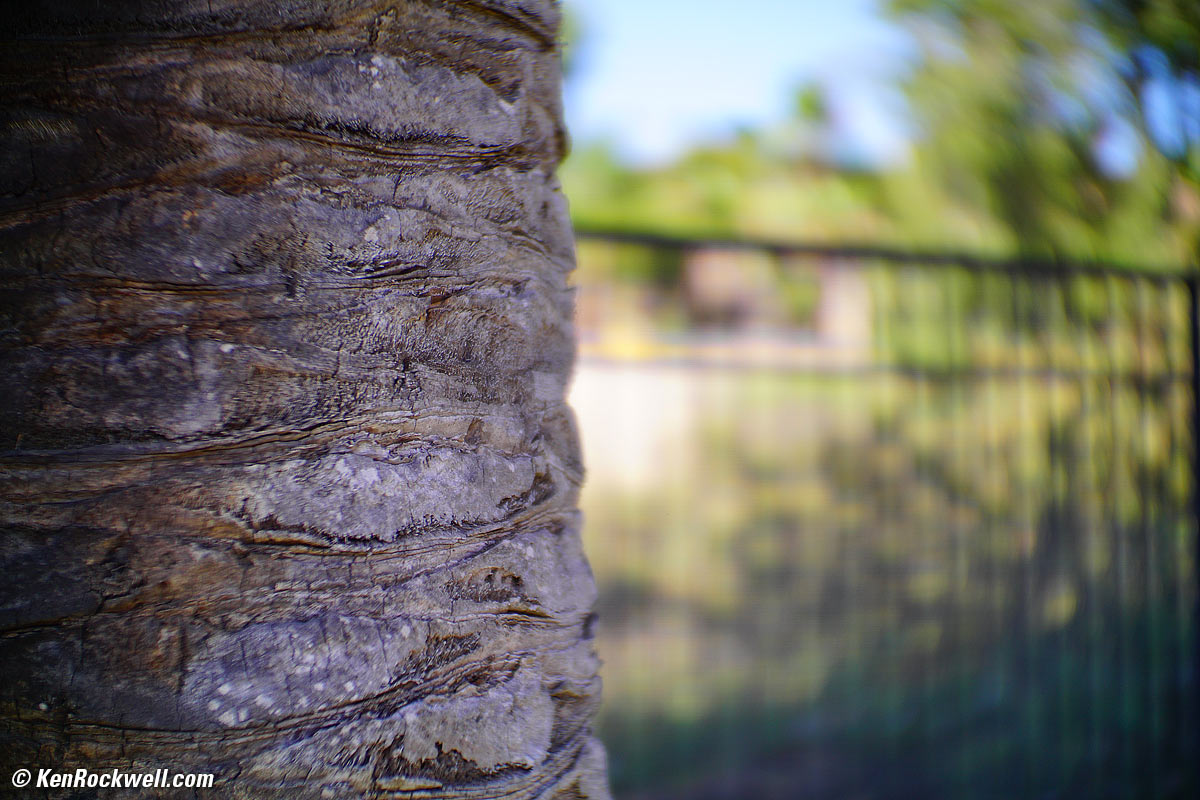 Palm Trunk, RP 25 Sep 2014