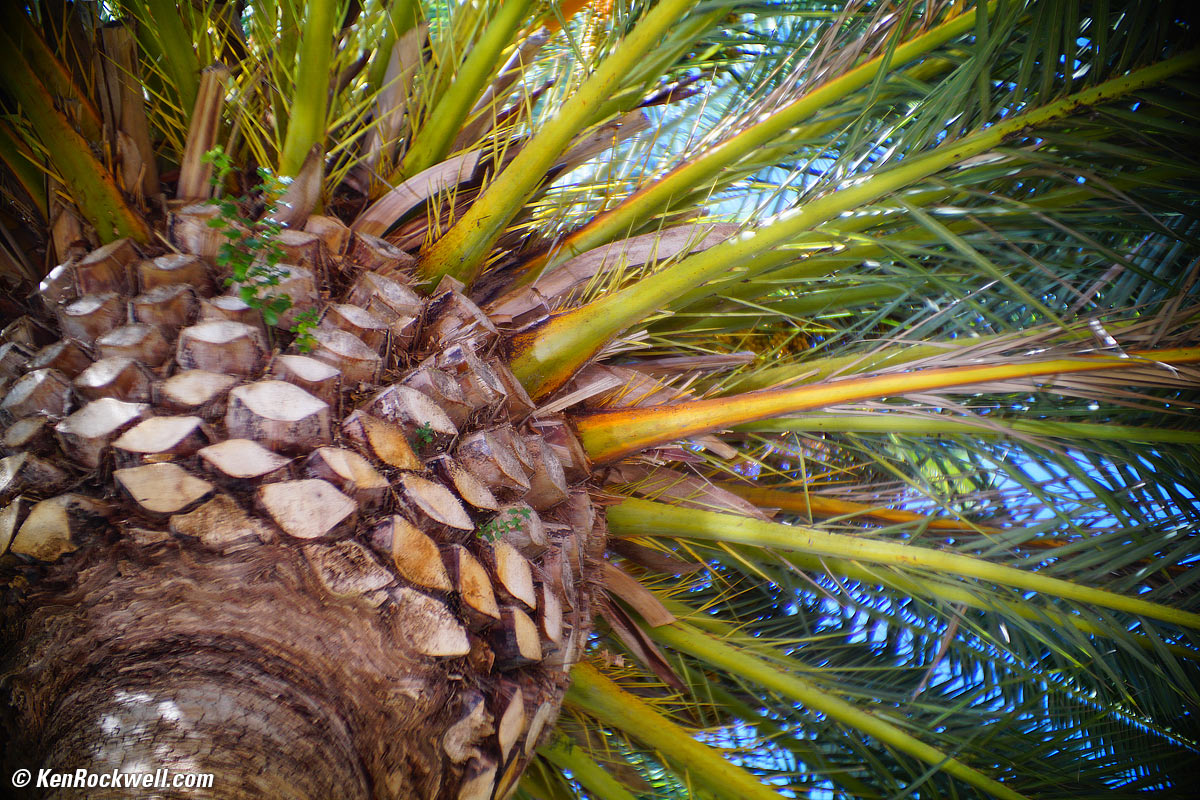 Canon 50mm f/1, , RP 25 Sep 2014