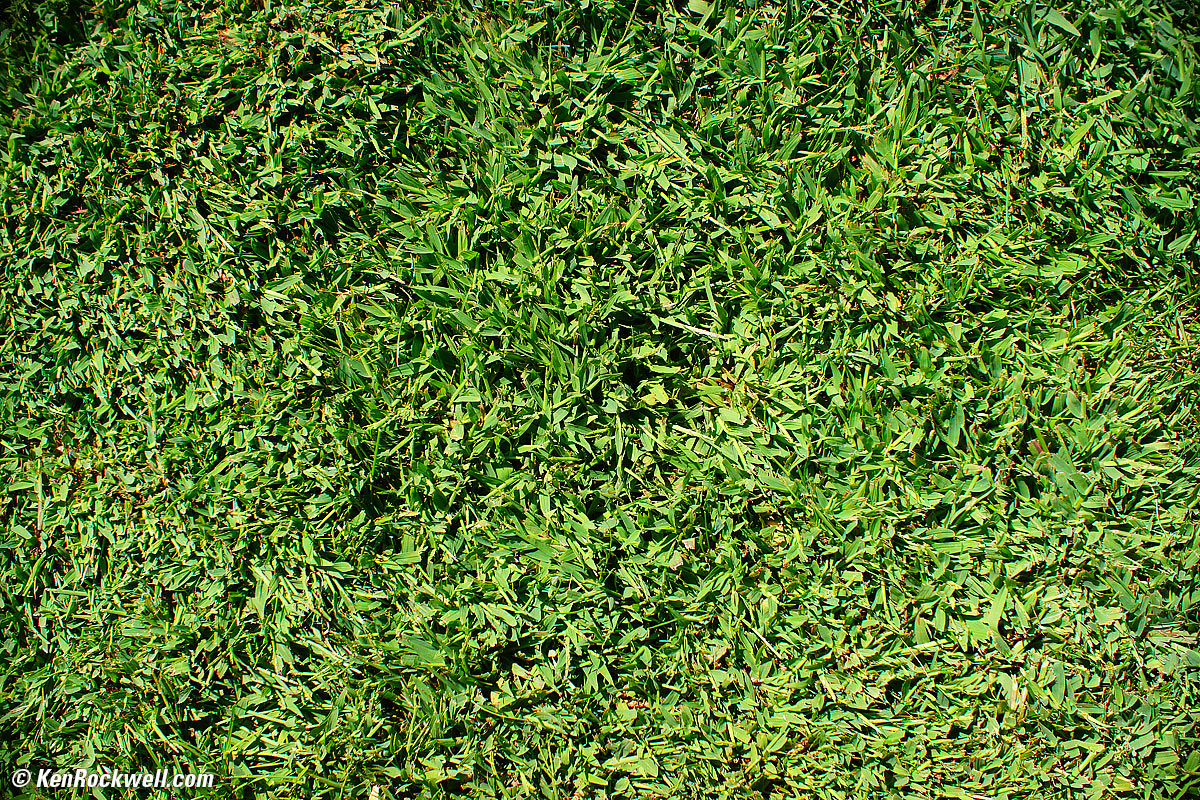 Grass Growing, RP 25 Sep 2014