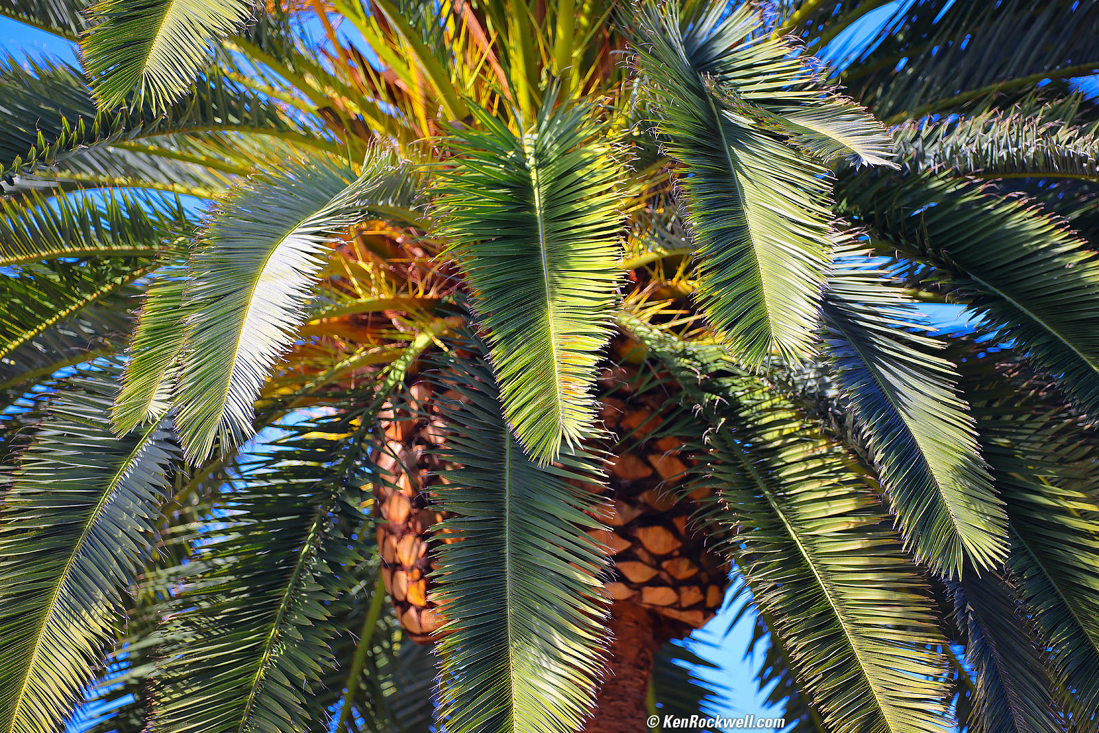 Laowa 200mm f/2 Sample Image File