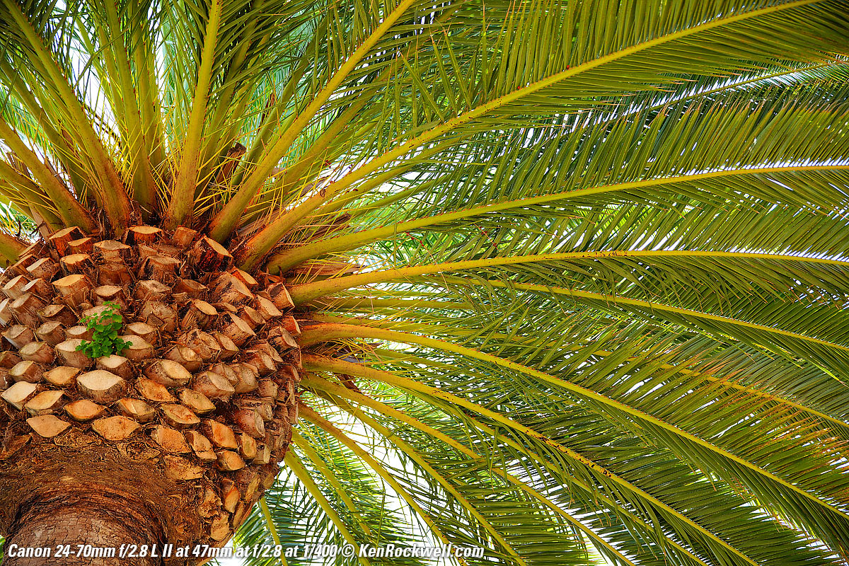 Canon 24-70mm f/2.8 II