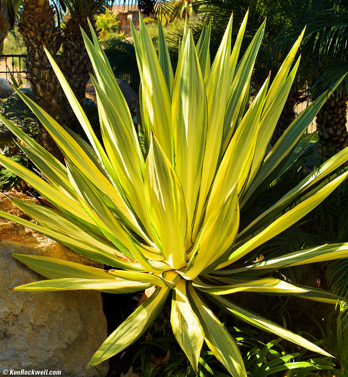 TTArtisans 50mm f/1.4 Sample Image File