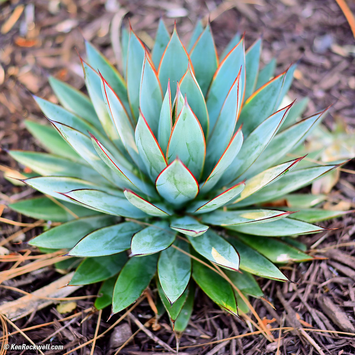 TTArtisans 50mm f/1.4 Sample Image File