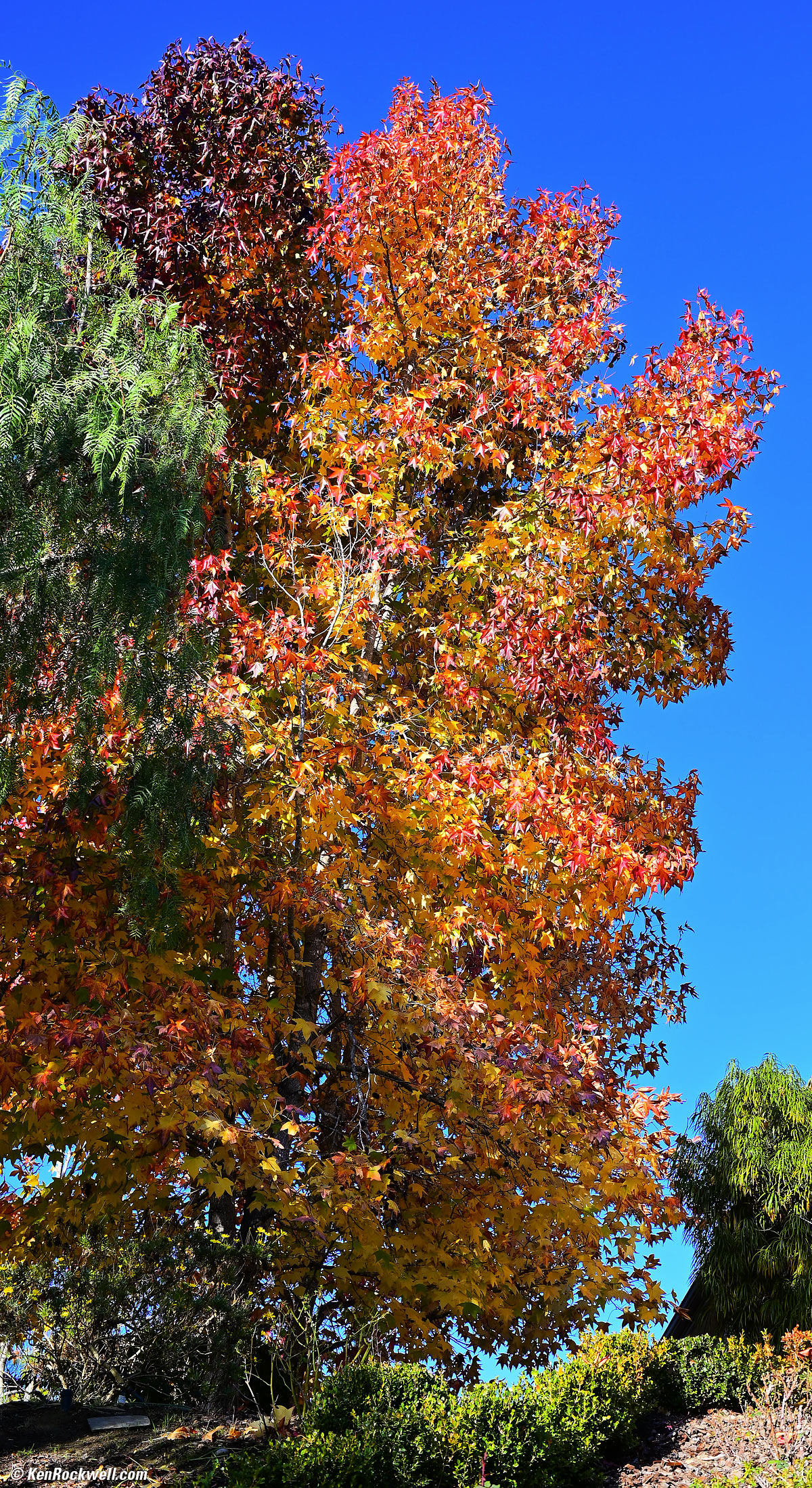 TTArtisans 50mm f/1.4 Sample Image File