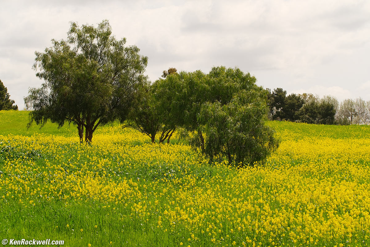 TTArtisan 56mm f/1.8 sample image