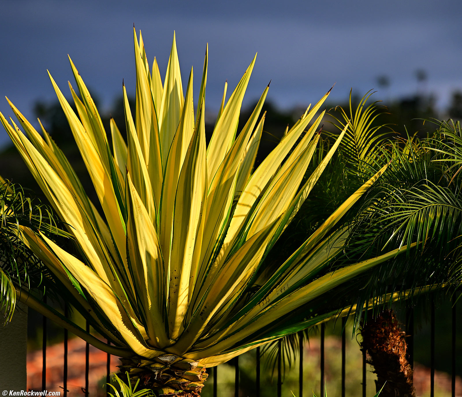 Viltrox AF 135mm f/1.8 Sample Image File