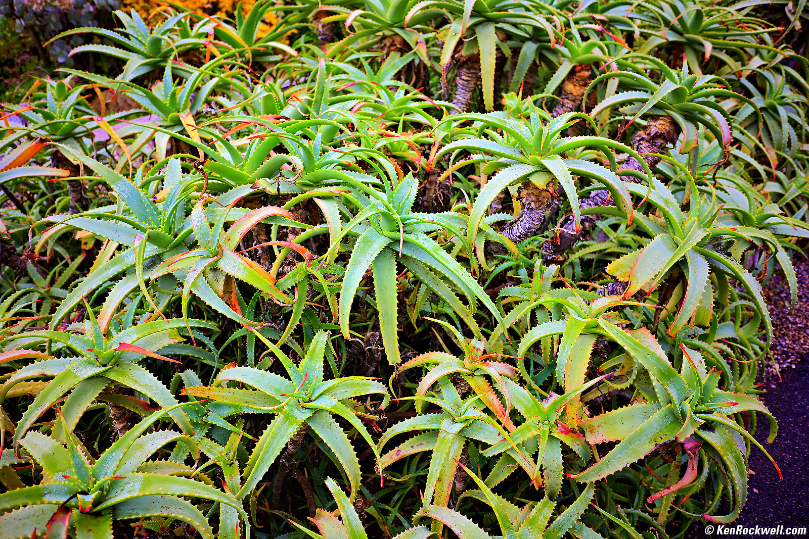 Viltrox AF 28mm f/4.5 Sample Image File by Ken Rockwell