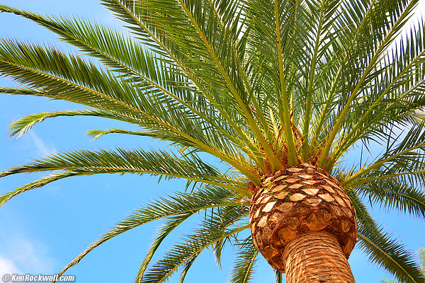 Palm, 10 AM 02 Aug 2013