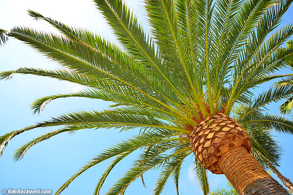 Palm, noon 05 Aug 2013