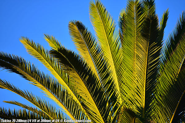 Palm, 7AM 03 November 2014 RP