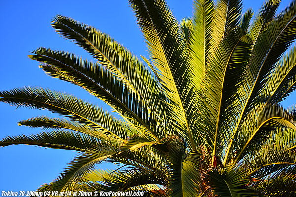 Palm, 7AM 03 November 2014 RP