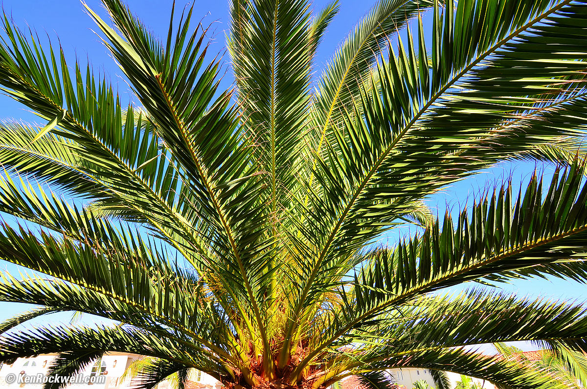 Palm, 4PM 20 Sep 2012