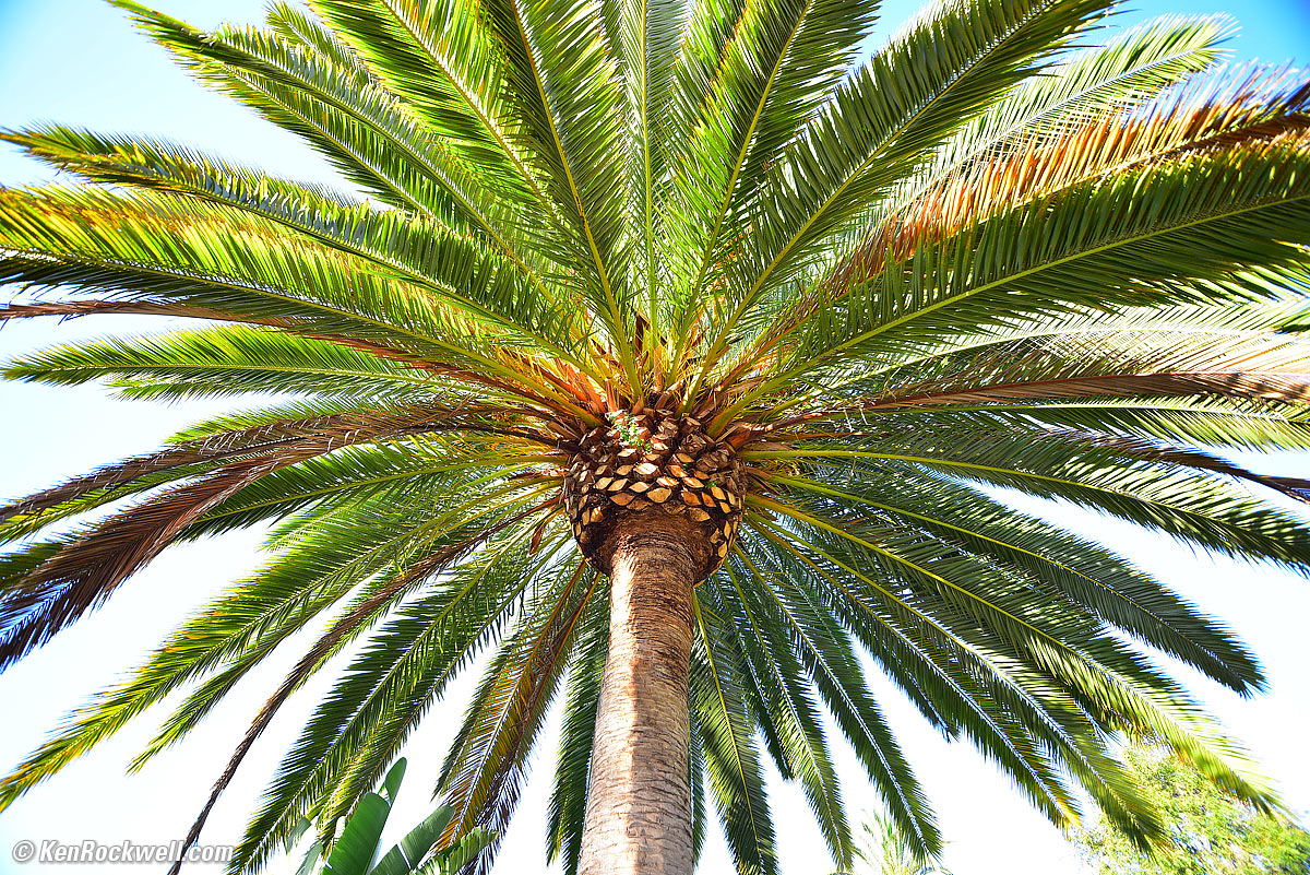 Palm, RP