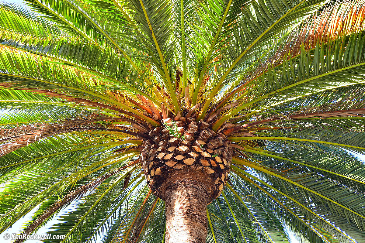 Palm, RP
