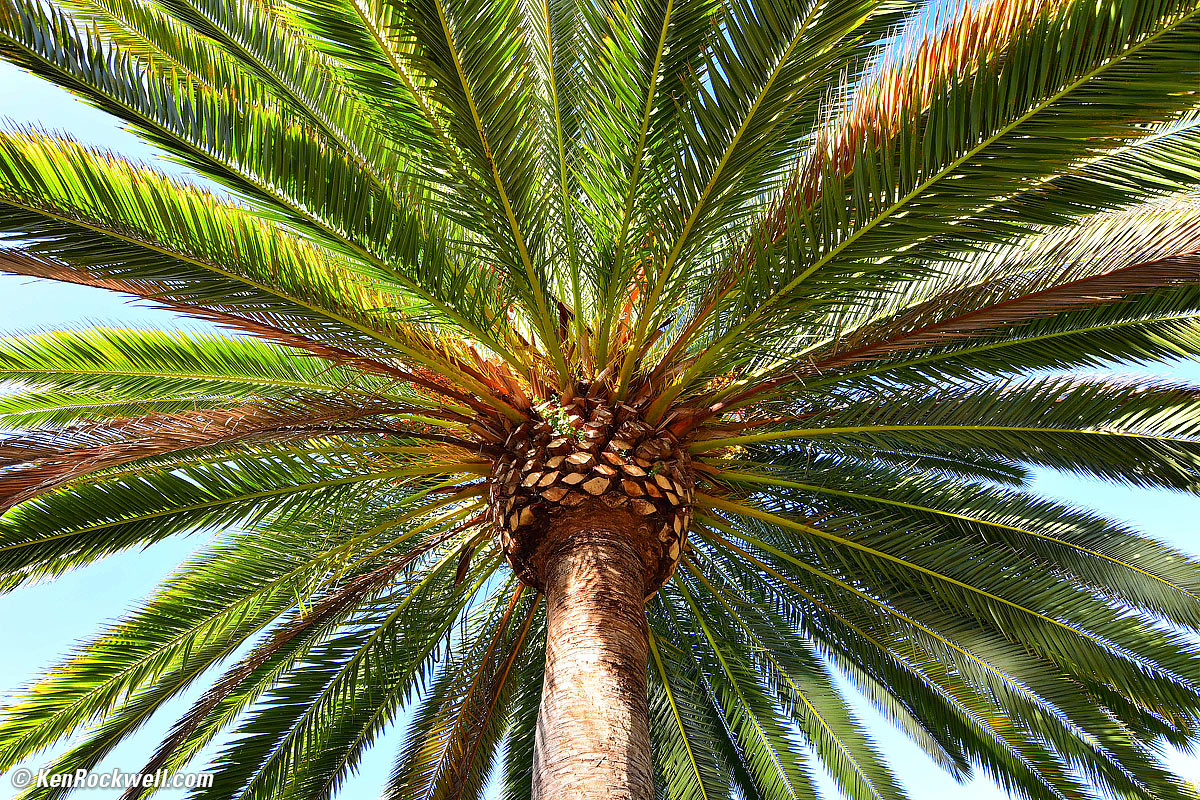 Palm, RP