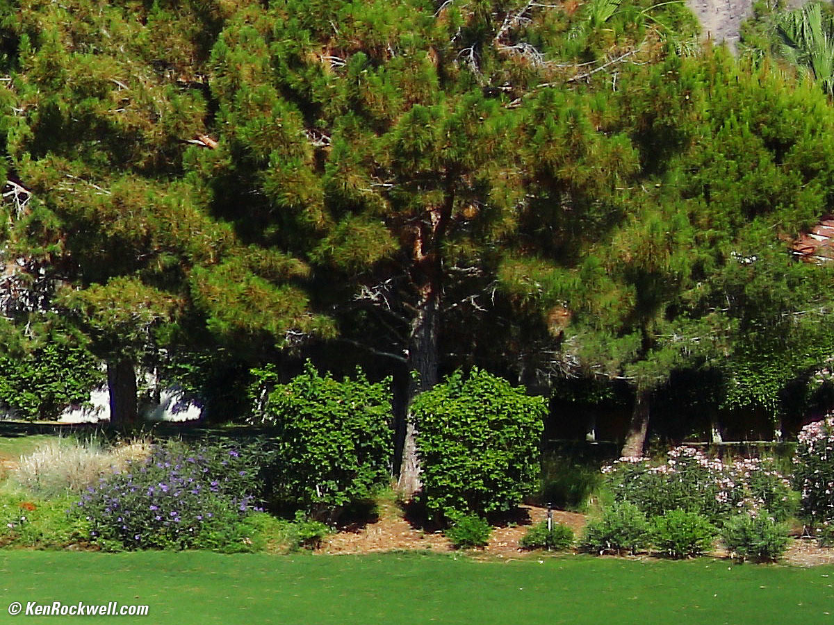 Tokina Opera 50mm f/1.4 Sample Image File