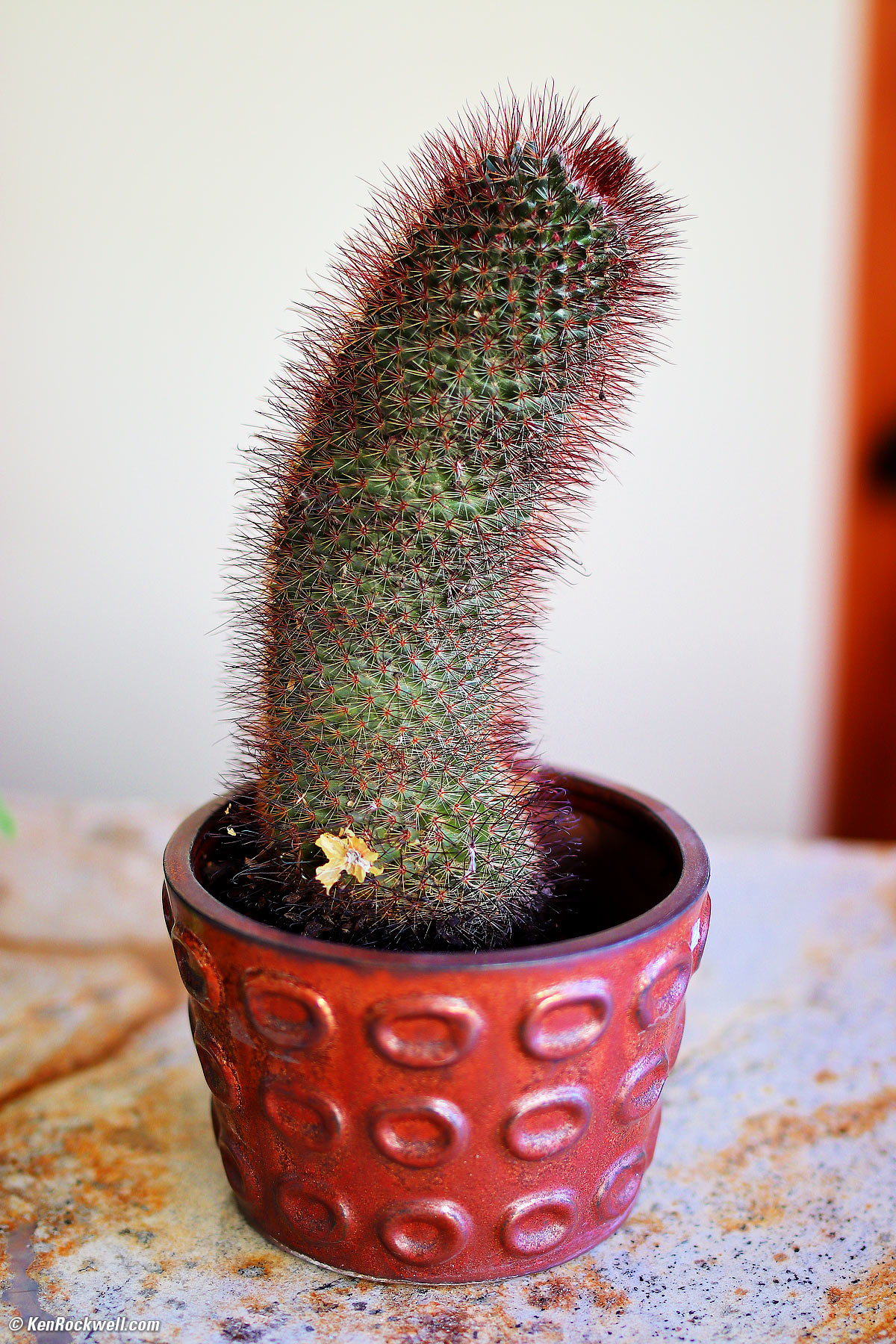 Tokina Opera 50mm f/1.4 Sample Image File