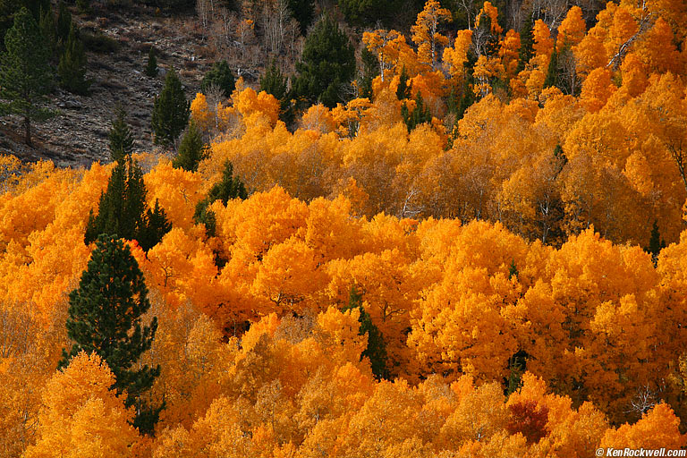 Sea of Fire, June Lake Loop, Eastern Sierra, California.