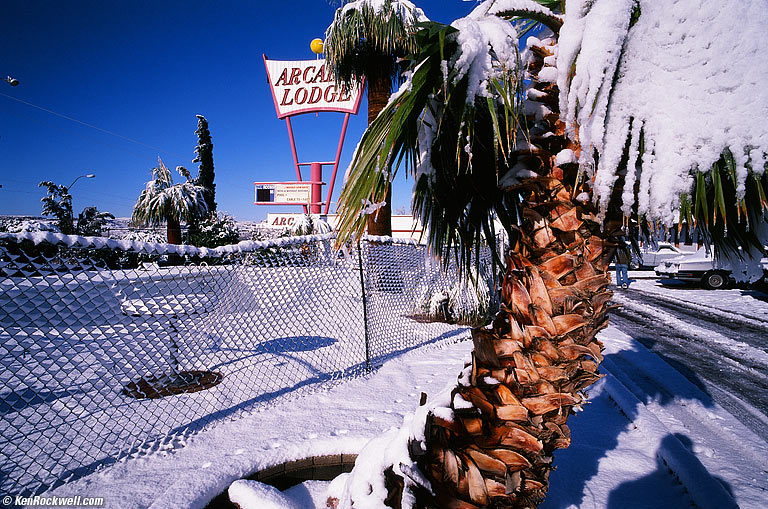 Snow on Palm Trees