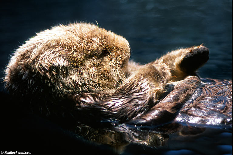 Otter