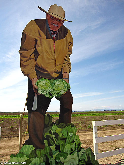 Salad Nuts, 14 June 2009 