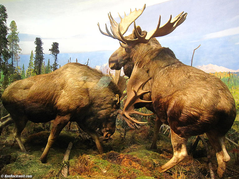 Big Animals, American Museum of Natural History, 2:49 PM.