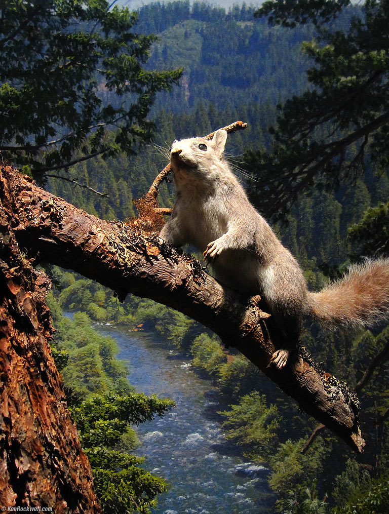 Squirrel, American Museum of Natural History, 2:56 PM.