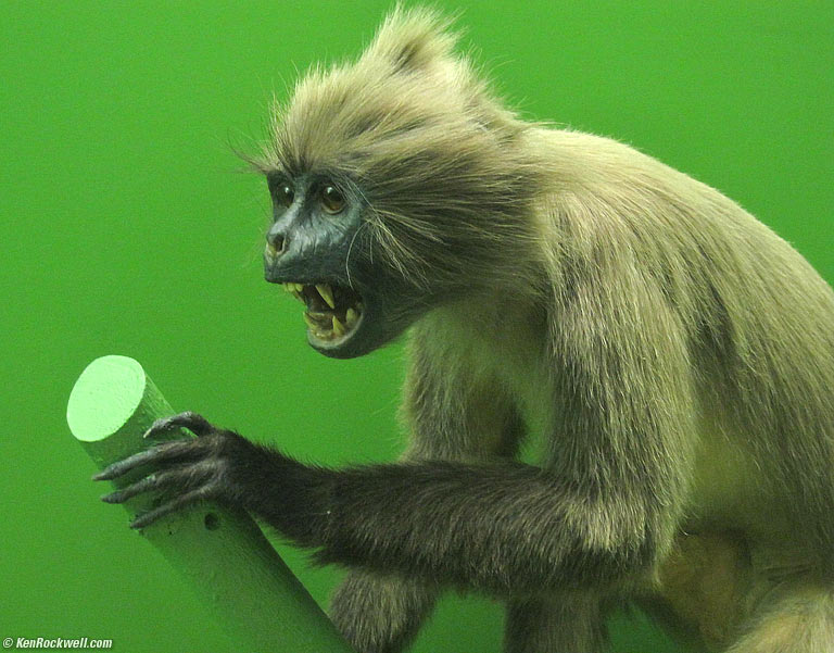 Some Kind of Monkey, American Museum of Natural History, 3:55 PM.