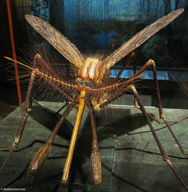 Scary Bug, American Museum of Natural History, 4:19 PM.