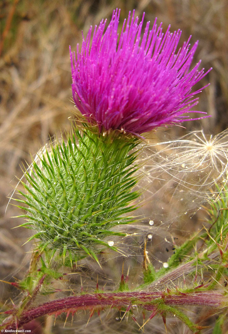Thistle, West Marin, California, 2:56 PM.