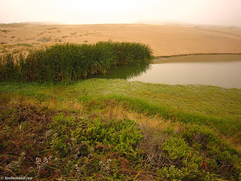 Fog, Abbotts Lagoon, West Marin, California, 6:17 PM.